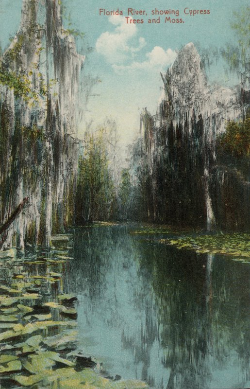 Florida-joki, jossa näkyy sypressipuut ja sammal (kuva) tekijältä American Photographer (after)