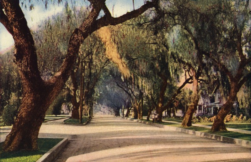 Avenue of Pepper Trees, Pasadena (värivalokuva) tekijältä American Photographer