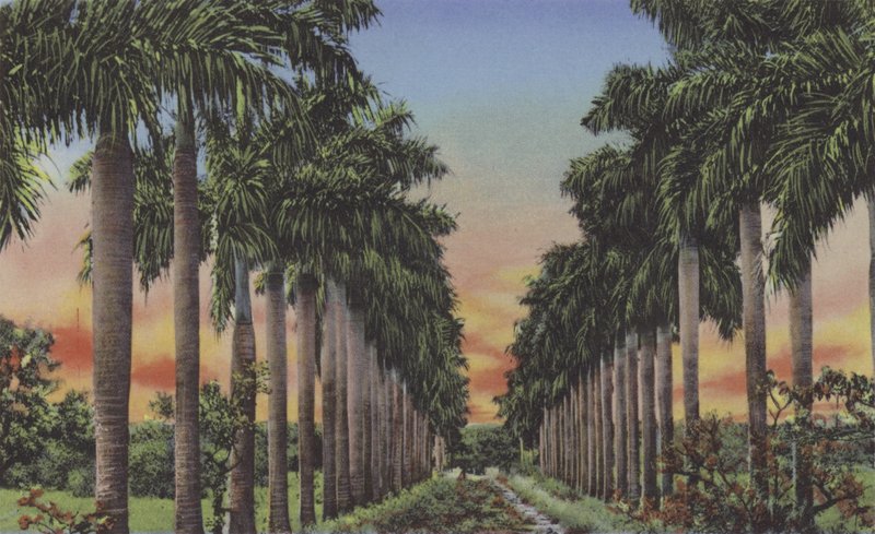 Calle de Palmas, Royal Palms Avenue (värillinen kuva) tekijältä American Photographer