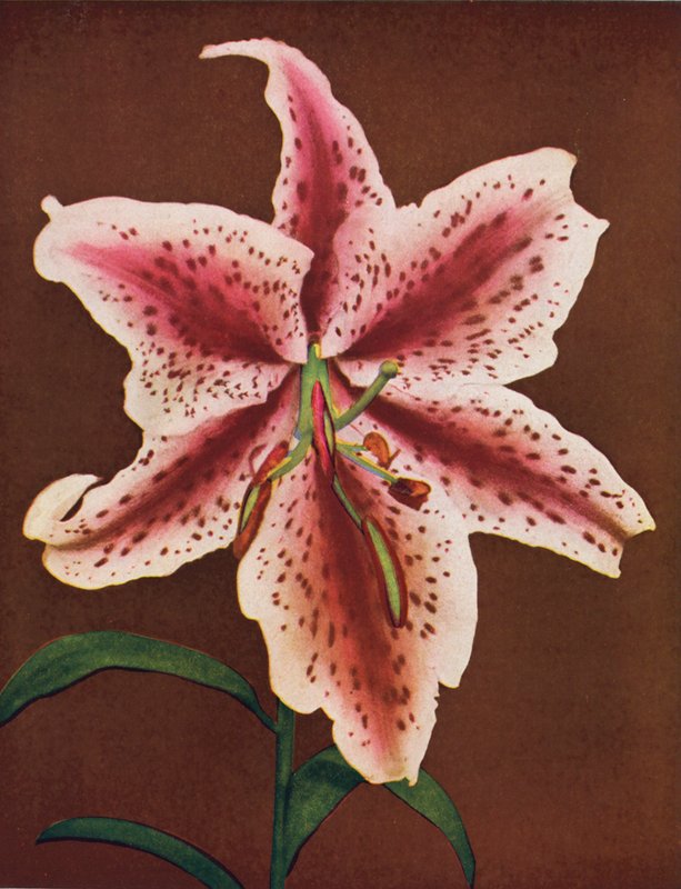 Liljat: Lilium Auratum, Crimson Queen (värikuva): Lilium Auratum, Crimson Queen (värikuva) tekijältä American Photographer