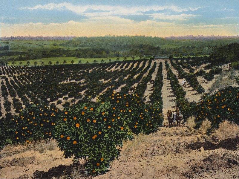Orange Grove lähellä Colfaxia, Kalifornia (värikuva). tekijältä American Photographer