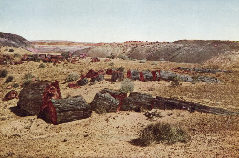 Kivettynyt metsä, Arizona (värillinen kuva) tekijältä American Photographer