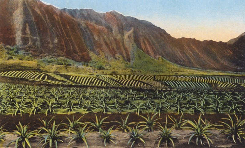 Ananasplantaasi, Oahu (värikuva) tekijältä American Photographer
