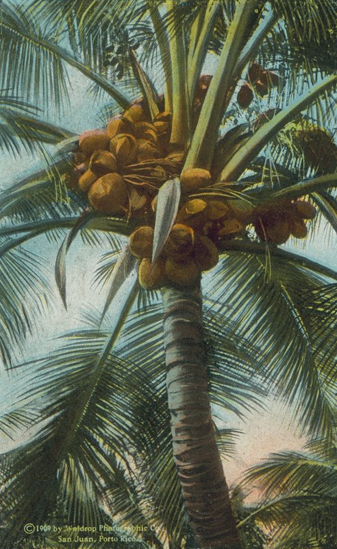 Porto Rico / Puerto Rico: Rico (värikuva): Porto Ricossa kasvavat kookospähkinät (värikuva) tekijältä American Photographer