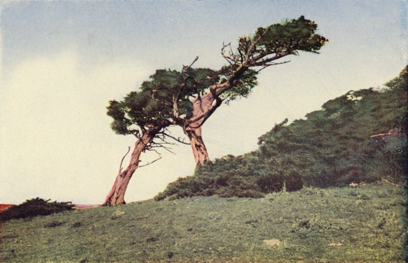 Strutsi, Monterey-sypressi (värikuva) tekijältä American Photographer