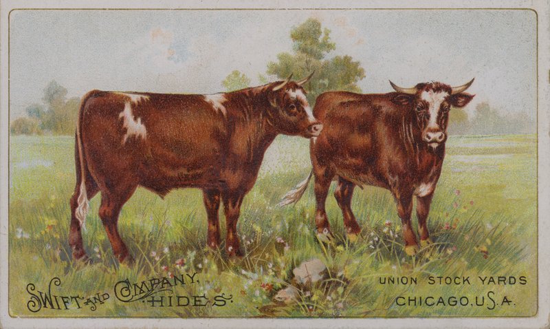 Amerikkalainen mainoskortti, jossa mainostetaan Swift and Company -nimistä eläinnahkoja, Union Stock Yards, Chicago, Illinois (värilitografia). tekijältä American School