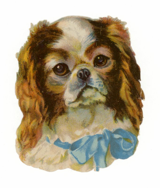 King Charles Cavalier Spaniel tekijältä American School