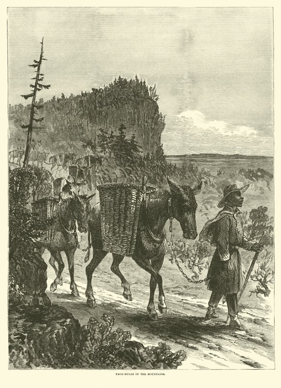 Muuleja vuoristossa, helmikuu 1863 tekijältä American School