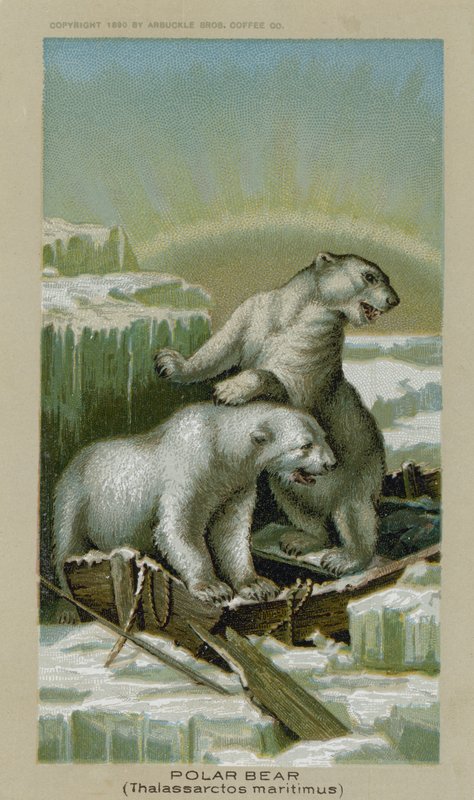 Jääkarhu, Thalassarctos maritimus (kromoliitti) tekijältä American School