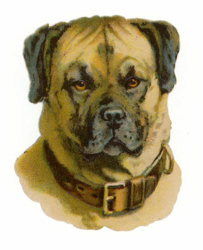 Rottweiler-koiran pää tekijältä American School