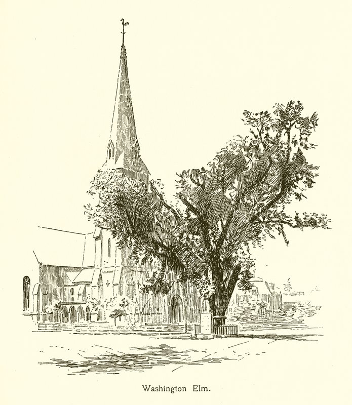Washington Elm, Cambridge tekijältä American School
