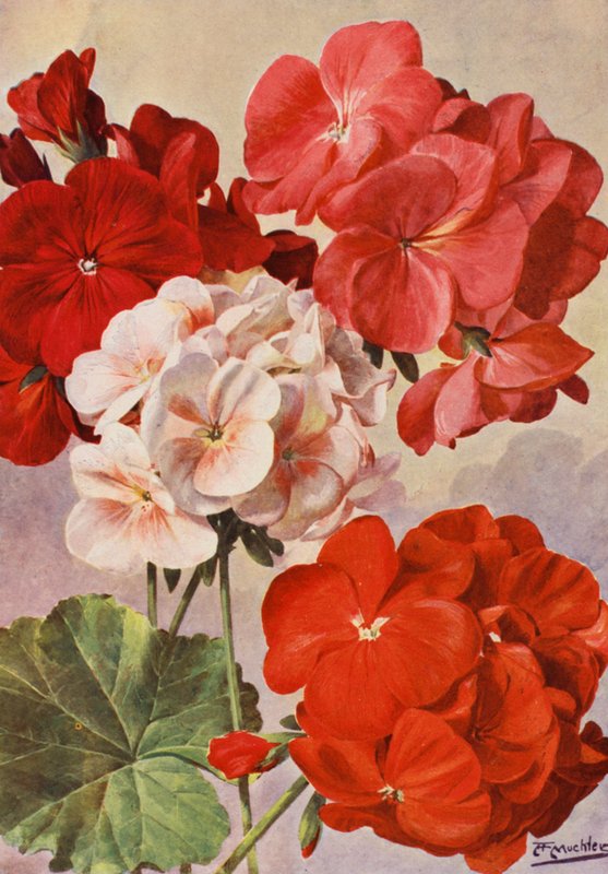 Kauniit modernit geraniumit, zonaaliset pelargoniumit (värilitot) tekijältä Angelo Fairfax Muckley