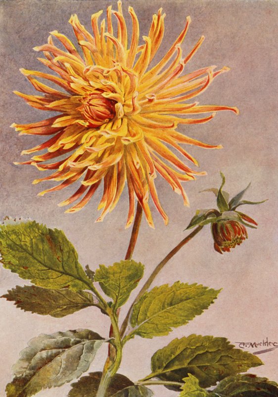 Cactus Dahlia Mrs H L Brousson, väri, ruskeankeltainen, jossa on Scarlet Crimson -väriä (värilitro). tekijältä Angelo Fairfax Muckley