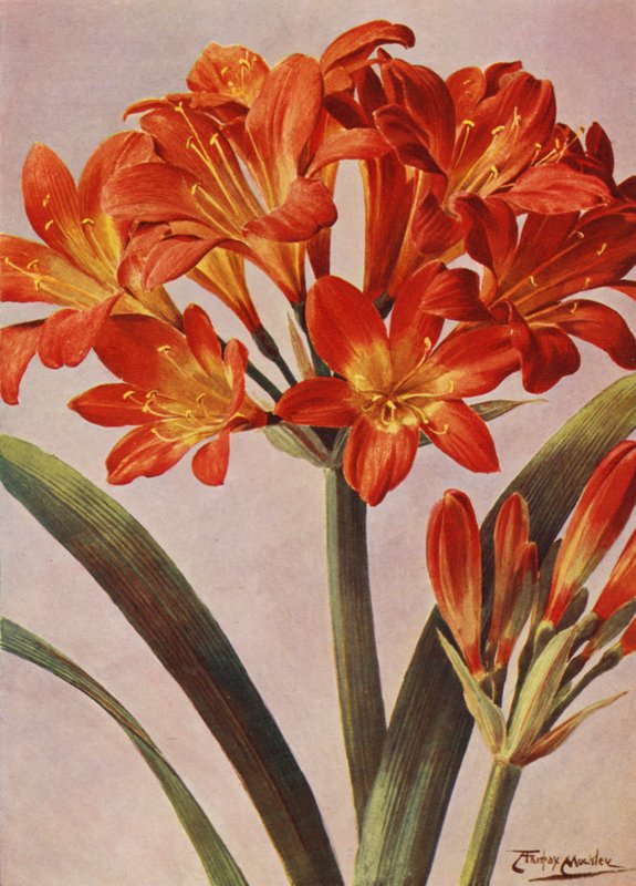 Clivia Miniata, joka tunnettiin pitkään nimellä Imantophyllum Miniatum (värilitho). tekijältä Angelo Fairfax Muckley