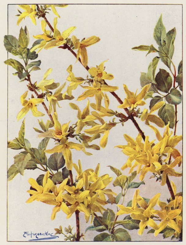 Forsythia Suspensa, hieno varhaiskeväinen pensas (värilitaatio) tekijältä Angelo Fairfax Muckley