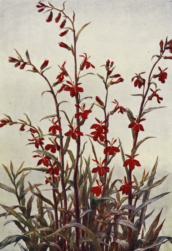 Lobelia Cardinals (värilitro) tekijältä Angelo Fairfax Muckley