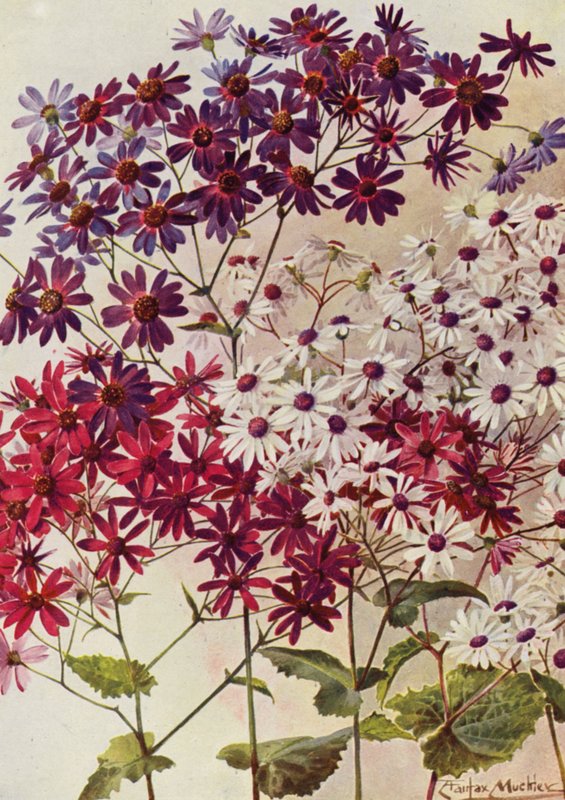 Star Cinerarias (värilitosiini) tekijältä Angelo Fairfax Muckley