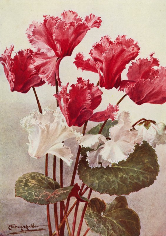 Perhonen Cyclamen (värilitografia) tekijältä Angelo Fairfax Muckley