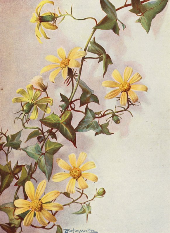 Keltainen keltakurjenpolvi, Senecio Macroglossus (värilitro) tekijältä Angelo Fairfax Muckley