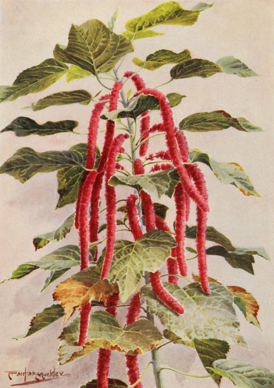 Kaunis punapyrstöinen Acalypha Hispida, Sanderiana (värilitro). tekijältä Angelo Fairfax Muckley