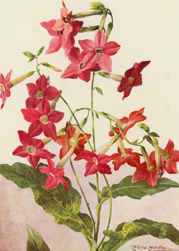Kaunis tupakkakasvi Nicotiana Sanderae (värilitro). tekijältä Angelo Fairfax Muckley