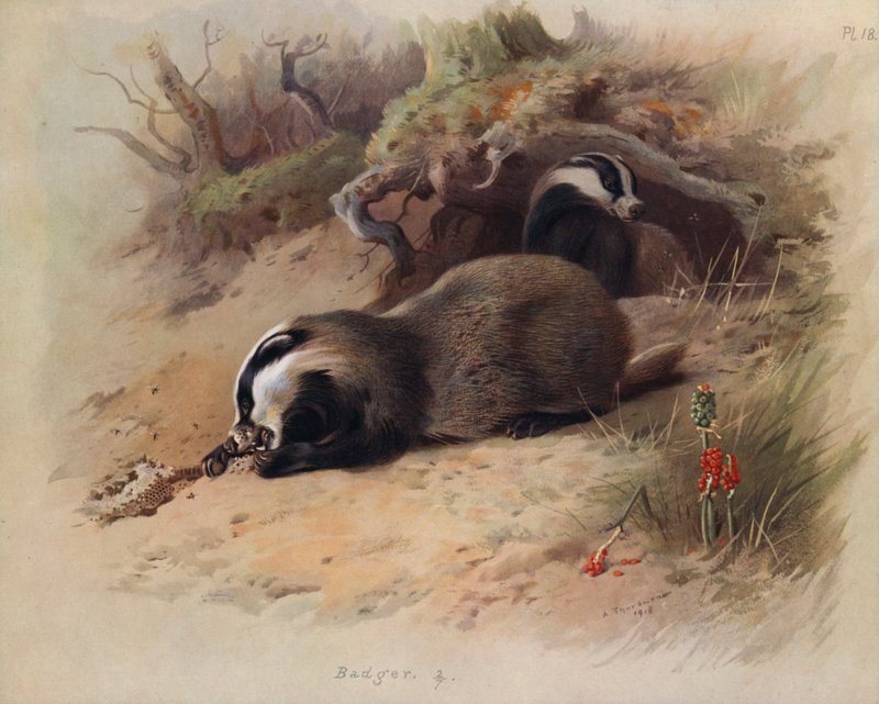 Mäyrä tekijältä Archibald Thorburn