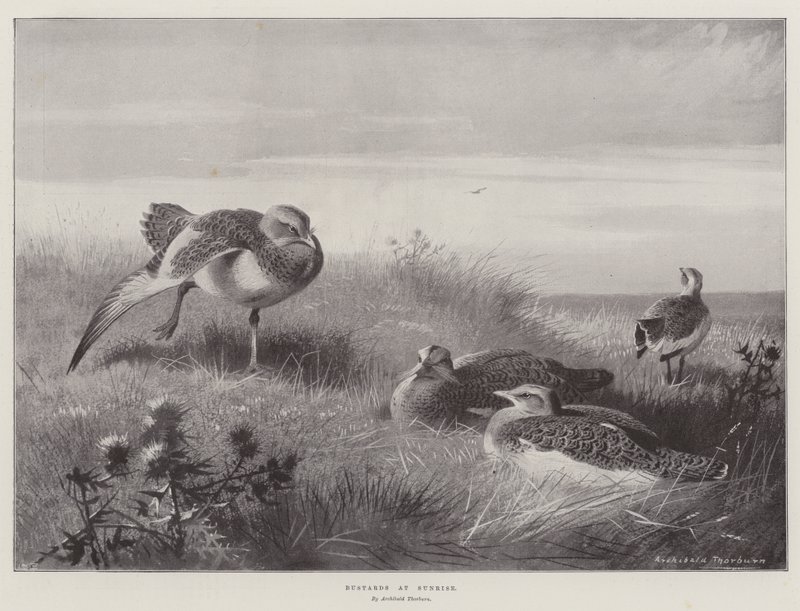 Räkättirastaat auringonnousussa tekijältä Archibald Thorburn