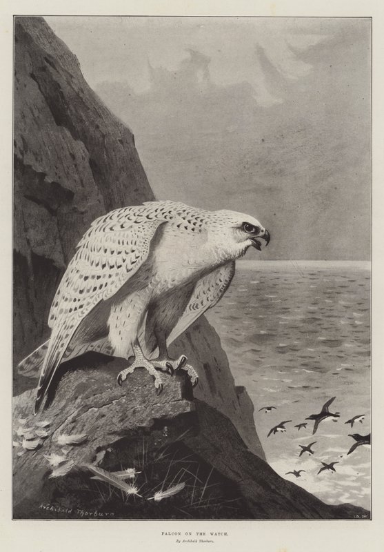 Falcon on the Watch tekijältä Archibald Thorburn