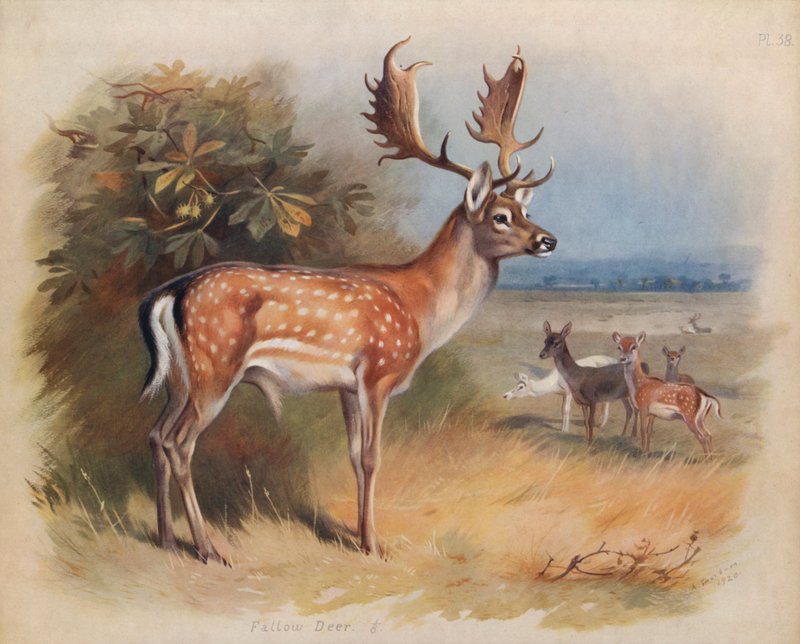 Metsäkauris tekijältä Archibald Thorburn