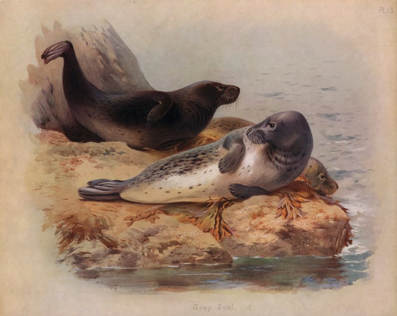 Harmaahylje tekijältä Archibald Thorburn