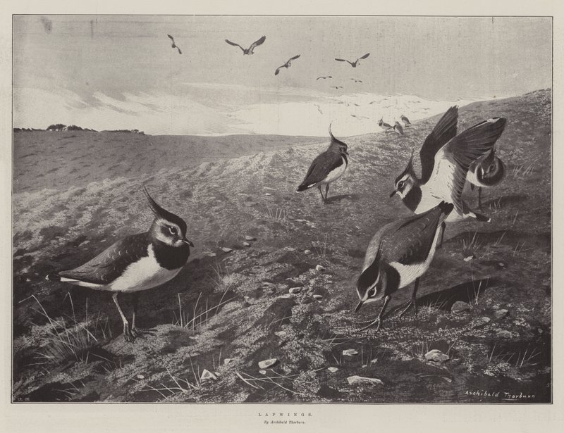 Lapwings tekijältä Archibald Thorburn