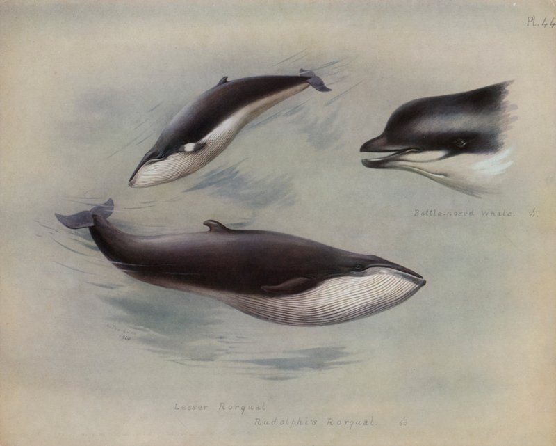 Pieni Rorqual, Rudolphis Rorqual, Pullonnokkavalas tekijältä Archibald Thorburn