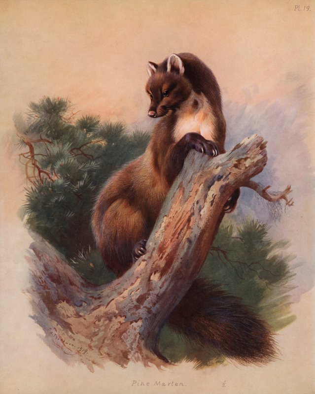 Mänty Marten tekijältä Archibald Thorburn