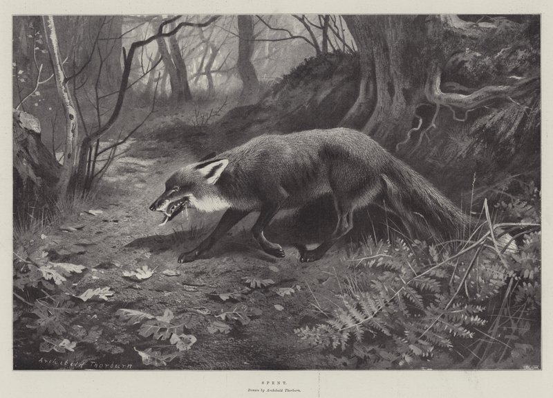 Käytetty tekijältä Archibald Thorburn