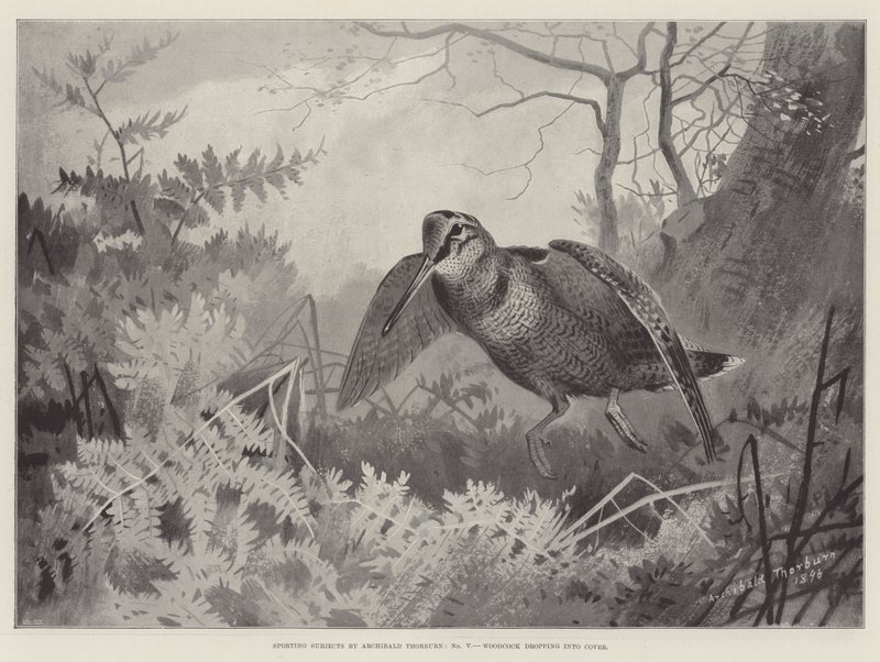 Urheiluaiheet, Woodcock putoaa kanteen tekijältä Archibald Thorburn