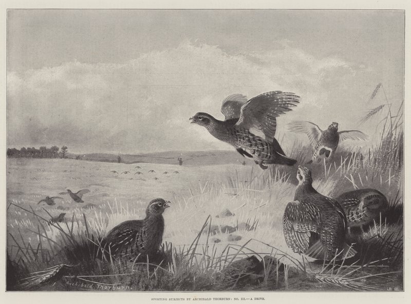 Urheiluaiheet, ajomatka tekijältä Archibald Thorburn