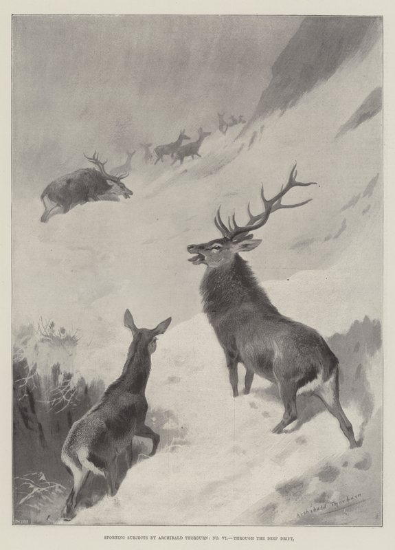 Urheiluaiheet, syvän ajelehtimisen kautta tekijältä Archibald Thorburn