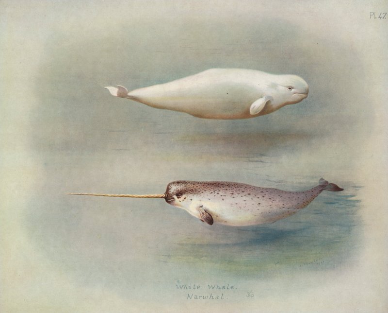Valkoinen valas, Narwhal tekijältä Archibald Thorburn