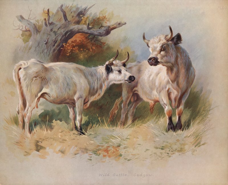 Villikarja, Cadzow tekijältä Archibald Thorburn