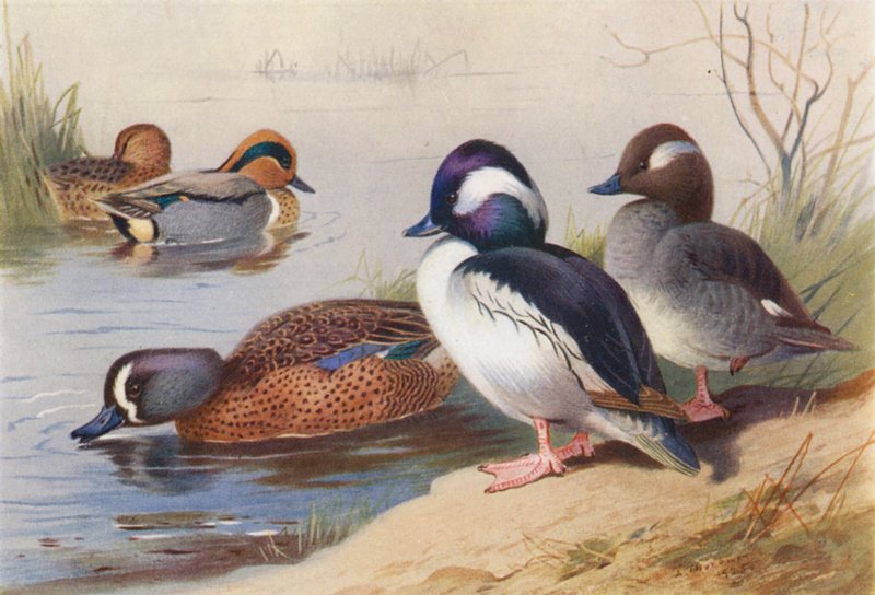 Amerikansorsimo (uros ja naaras), Ruskosorsimo (uros ja naaras), sinisiipisorsa (väriliitossa). tekijältä Archibald Thorburn