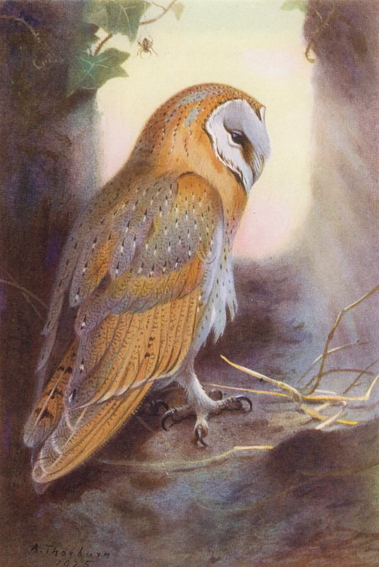 Peltopöllö (värilitografia) tekijältä Archibald Thorburn