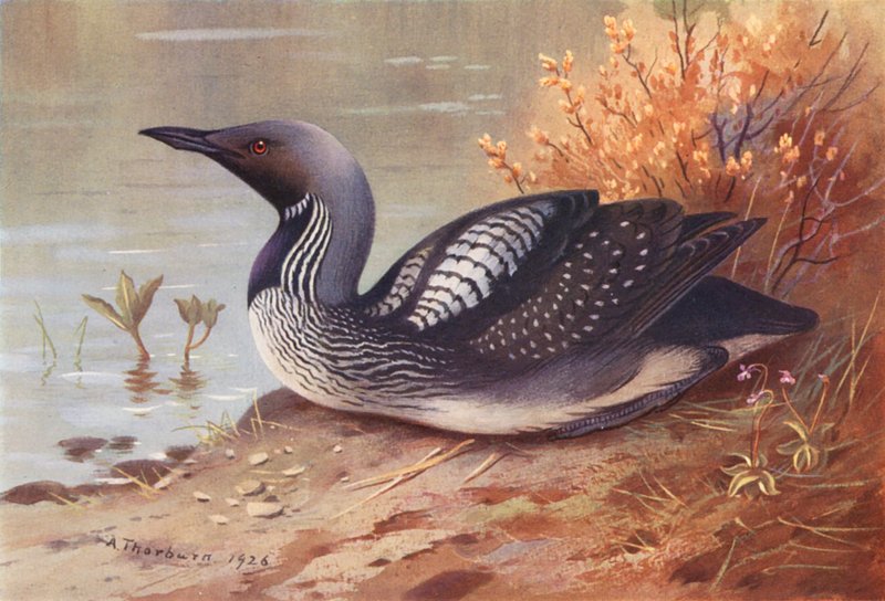 Mustakurkkuinen sukeltaja (värilitro) tekijältä Archibald Thorburn