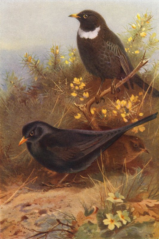Musta lintu (uros ja naaras), rengas-Ouzel (värilitografia) tekijältä Archibald Thorburn