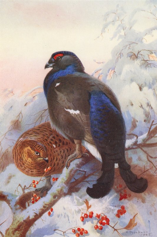 Black Grouse (uros ja naaras) (värilitro) tekijältä Archibald Thorburn