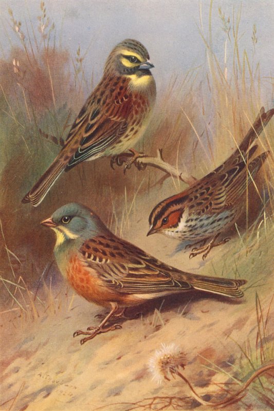 Tirkku, pikkutirkku, ortolan (värilitografia). tekijältä Archibald Thorburn