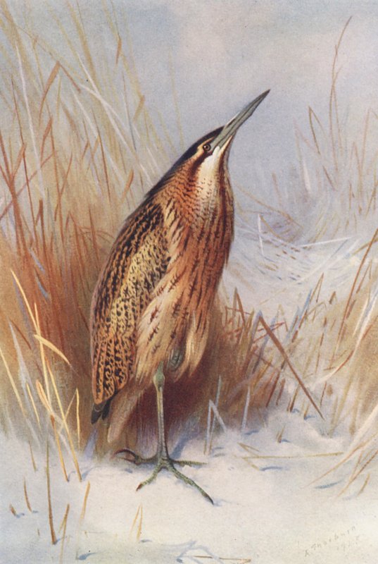 Meriharakka (värilitografia) tekijältä Archibald Thorburn