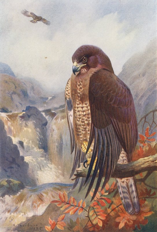Tukkasotka (värilitografia) tekijältä Archibald Thorburn
