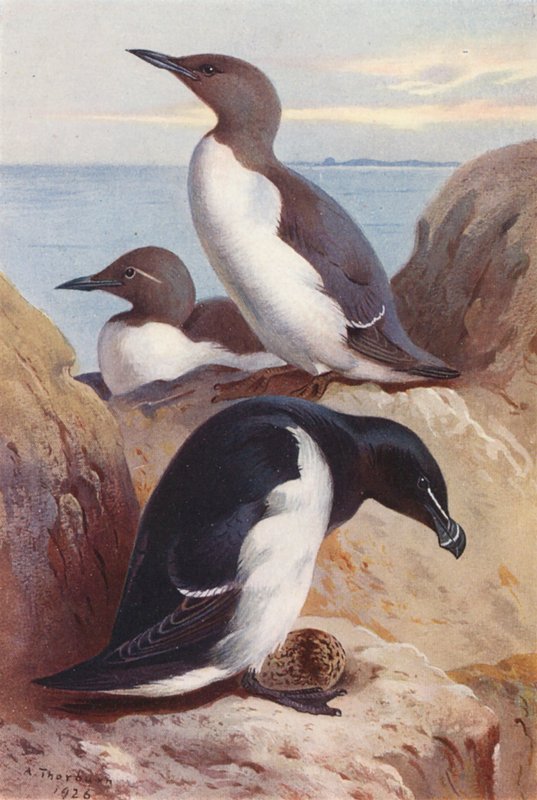 Tukkasotka, raisakoskelo (värilitografia) tekijältä Archibald Thorburn