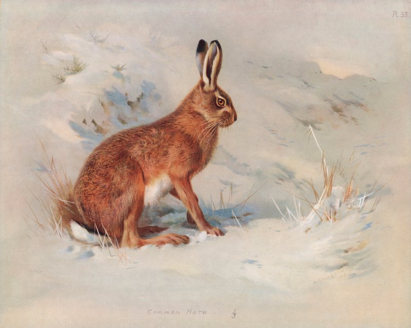 Tavallinen jänis tekijältä Archibald Thorburn