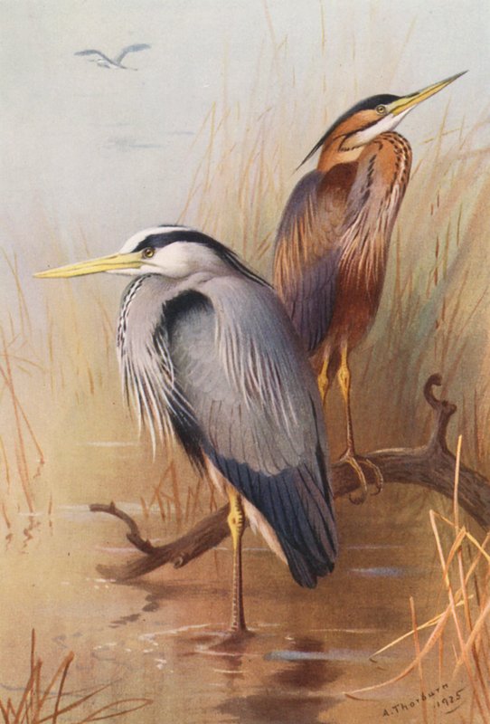 Harmaahaikara, Purppurahaikara (värilitografia) tekijältä Archibald Thorburn